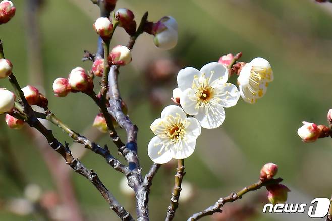 경북 포항시 남구 대잠동 야산에서 봄의 전령사인 매화가 꽃망울 터뜨리고 있다. 2024.1.29/뉴스1 ⓒ News1 최창호 기자