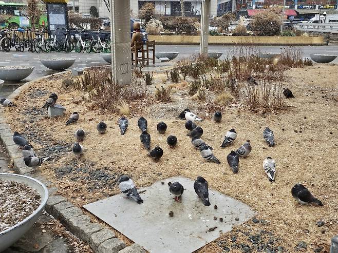 지난 17일 서울 구로구의 한 거리에 비둘기들이 모여있다. /사진=이승주 기자