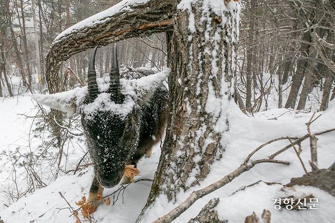 경계를 푼 산양이 카메라를 향해 다가오는 순간. 인제 | 성동훈 기자
