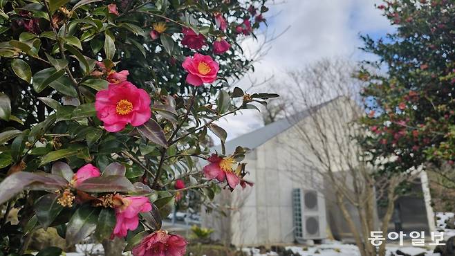 제주 서귀포시 걸매생태공원에 만개한 매화와 표선면 가시림의 애기동백. 서귀포=김선미 기자