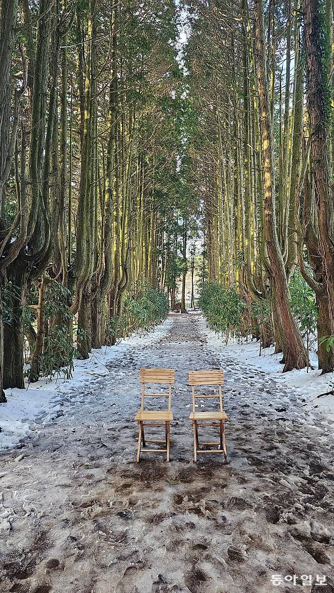제주시 구좌읍 송당리 안돌오름 비밀의 숲. 제주=김선미 기자
