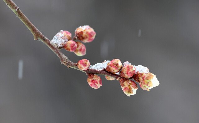 입춘(4일)을 이틀 앞둔 2월2일 눈이 내린 강원도 강릉시 용강동 주택가에서 매화꽃 망울이 맺혀 있다. 연합뉴스
