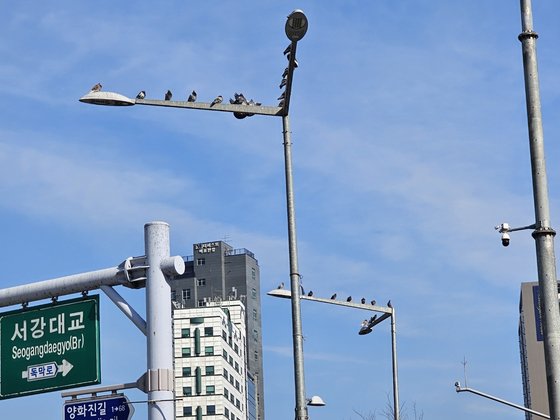 지난달 30일 낮 12시 서울 합정역 교차로 앞 비둘기. 정은혜 기자