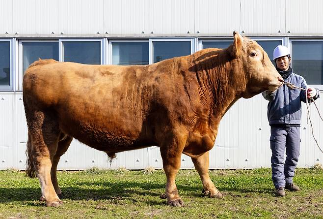 체중 1t이 넘는 씨수소 옆에 서면 남자 어른도 아이처럼 보인다./장은주 영상미디어 객원기자