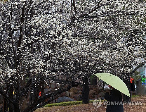 포근한 날씨 속에 비가 내린 5일 오후 부산 남구 동명대학교에 활짝 핀 매화를 우산 쓴 학생이 구경하고 있다. [부산=연합뉴스]