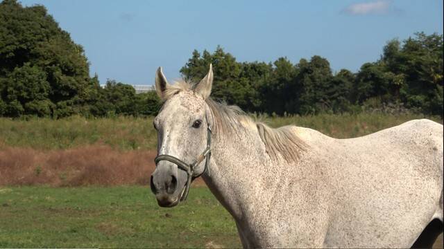국제동물권단체 피타와 제주비건이 지난 10월30일 제주시 애월읍 제주축협 축산물공판장 앞에서 16살 퇴역마 ‘늘봄’을 구조했다. 사진 단체 제공
