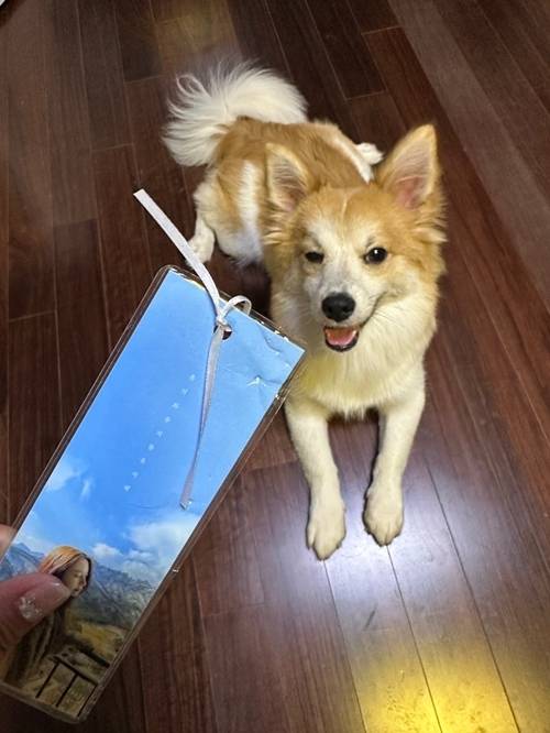 정유지가 최근 MK스포츠와 펫터뷰를 진행했다. 사진=정유지