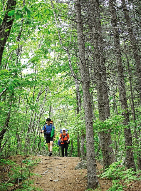 칠성대에서 만항치로 이어진 능선의 숲길. 운장은 육산의 푸근함과 바위산의 시원함을 모두 가지고 있다.