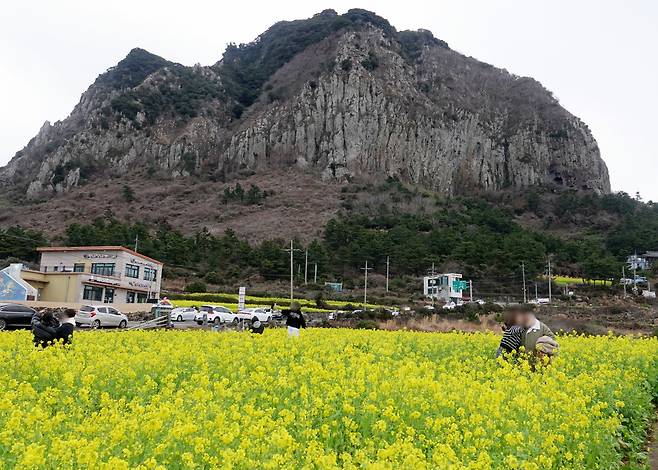 지난 2일 오후 제주 서귀포시 산방산 인근 유채꽃밭에서 관광객들이 사진을 찍고 있다./뉴시스