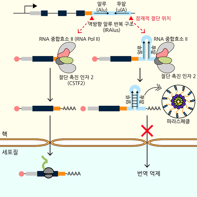 역방향 알루 반복 구조(IRAlus)로 인한 유전자 발현 조절 기전 모식도.