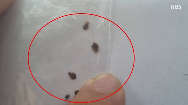어제(5일) 서귀포시의 한 휴양림 숙소에서 발견된 빈대 (사진, 제주자치도)
