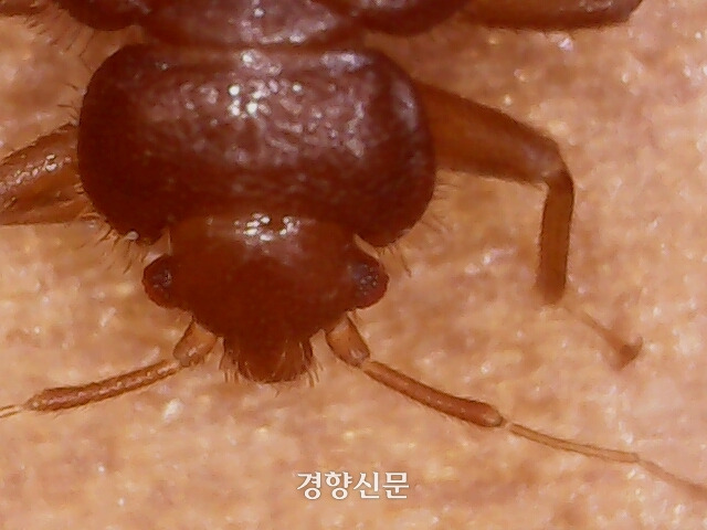 빈대. 제주도 제공