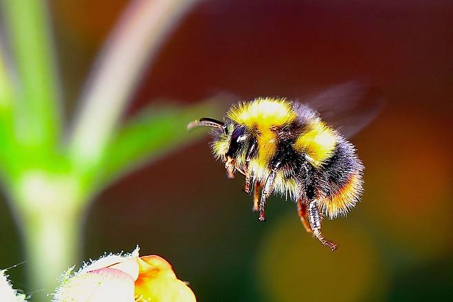 꽃을 찾은 뒤영벌. 최근 뒤영벌도 고통을 느낀다는 사실을 입증하는 증거들이 잇따라 나왔다./flickr