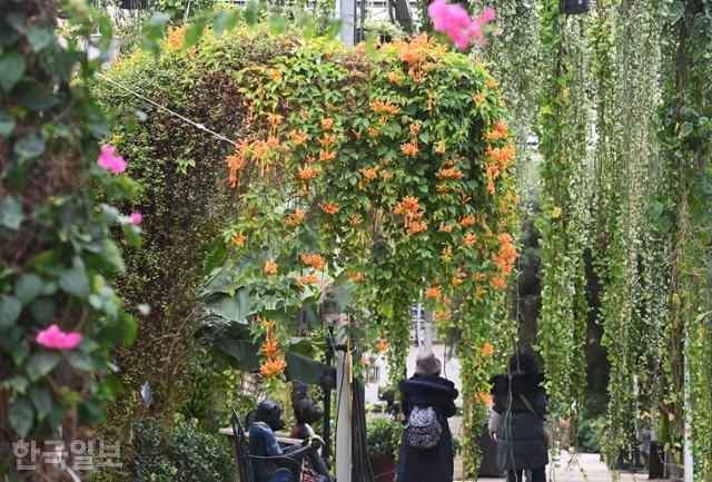 도고온천에서 가까운 세계꽃식물원에 꽃을 피운 오렌지트럼펫이 주렁주렁 늘어져 있다.