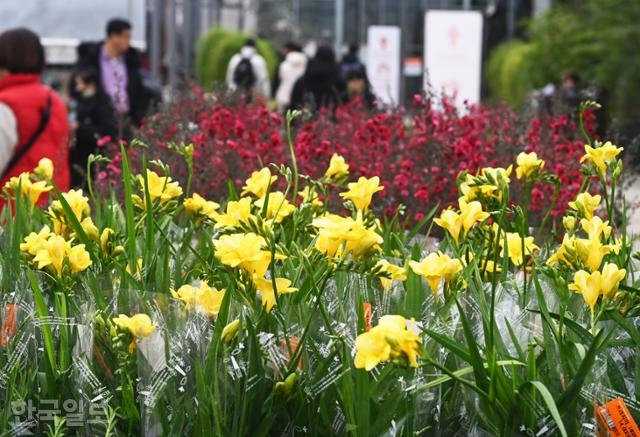 세계꽃식물원 판매장에 프리지어가 화사하게 피어 있다.