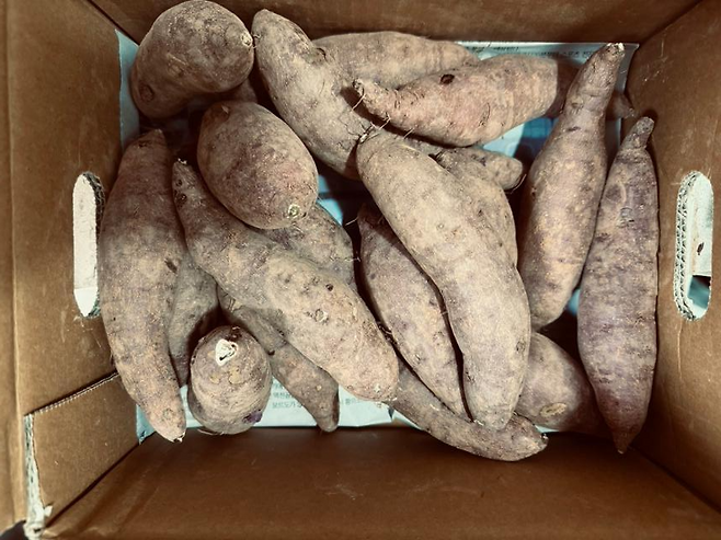 올팜에서 직접 수확해 배송받은 고구마. 석연우씨 제공