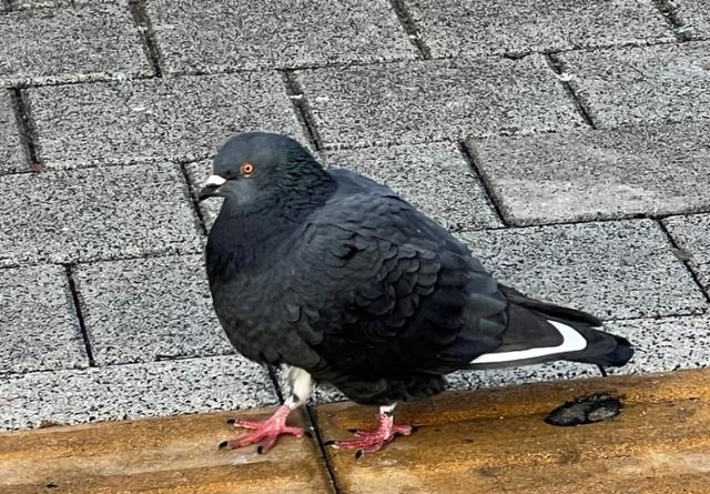 서울 용산구 지하철 효창공원역 인근을 거닐고 있는 비둘기의 모습. 고은경 기자