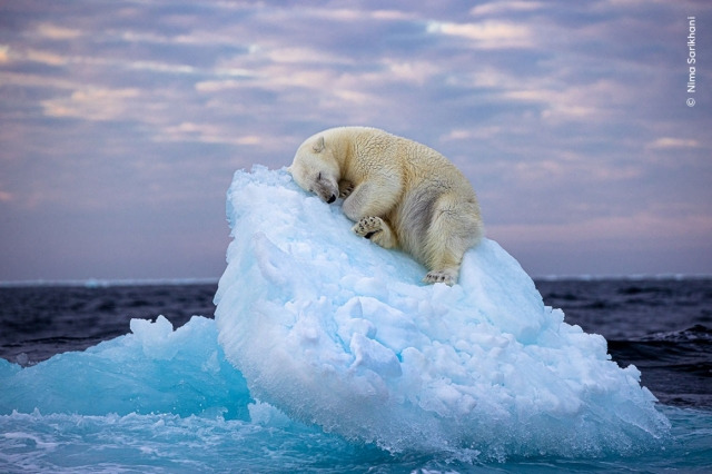 작은 빙산 위에서 한밤중 잠을 자는 북극곰을 포착한 '얼음 침대'(Ice Bed) 사진.런던자연사박물관 홈페이지 캡처