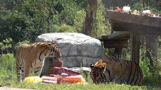 지난해 여름 국립백두대간수목원 호랑이 한과 도가 생일을 맞아 특식과 얼음과자를 먹고 있다. [사진 사진작가 전유정씨]