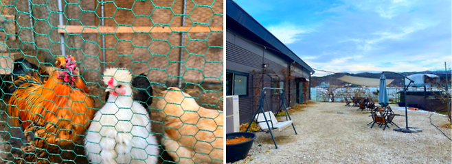 야외에 있는 관상용 닭 및 외부 풍광/ 사진=김혜성 여행+ 기자