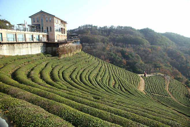 보성차밭[한국관광공사 제공]