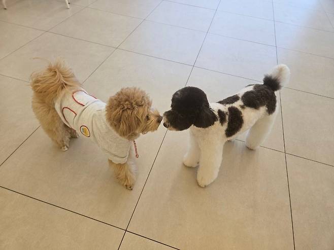 서울 성수동의 한 애견유치원에서 강아지들끼리 소개(犬)팅을 하는 모습./구동완 기자