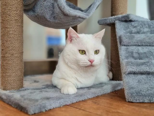 호기심 많고 밝은 성격의 미동이. 동물권행동 카라 제공