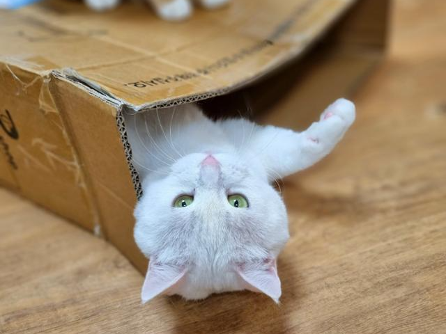 장난감 놀이와 창밖 보기를 즐기는 미동이. 동물권행동 카라 제공