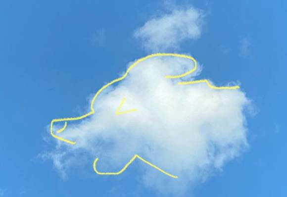 삶의 이유를 묻는 학생에게 남긴 한 누리꾼의 답변이 훈훈함을 자아내고 있다. 사진은 B씨가 올린 강아지 구름.[사진=네이버 지식인 캡처]