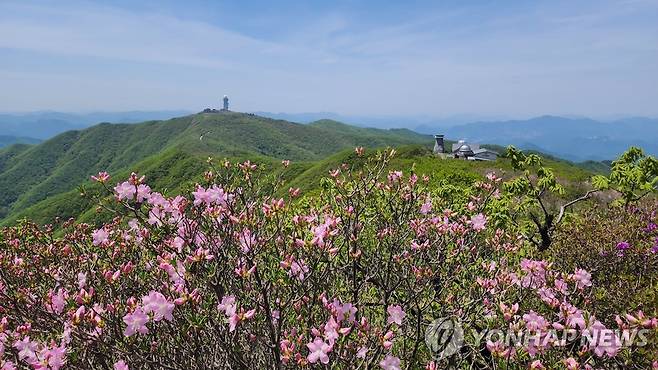 연분홍 꽃망울 터뜨린 소백산 연화봉 철쭉 [소백산국립공원북부사무소 제공. 재판매 및 DB 금지]