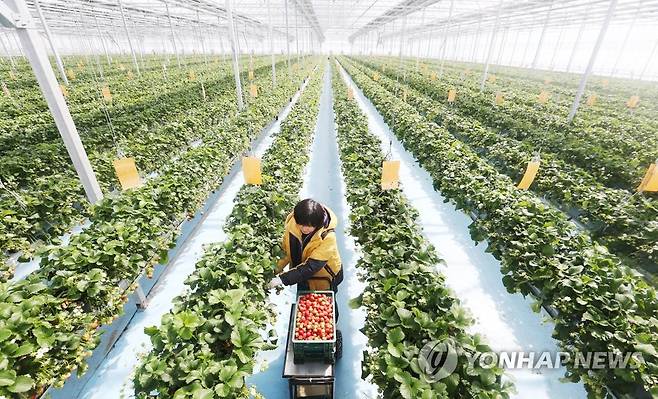 스마트팜 기술 적용한 딸기농장 [연합뉴스 자료 사진]