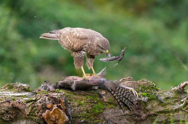 말똥가리가 사냥한 새를 먹으면서 깃털을 제거하고 있다./Protect The Wild