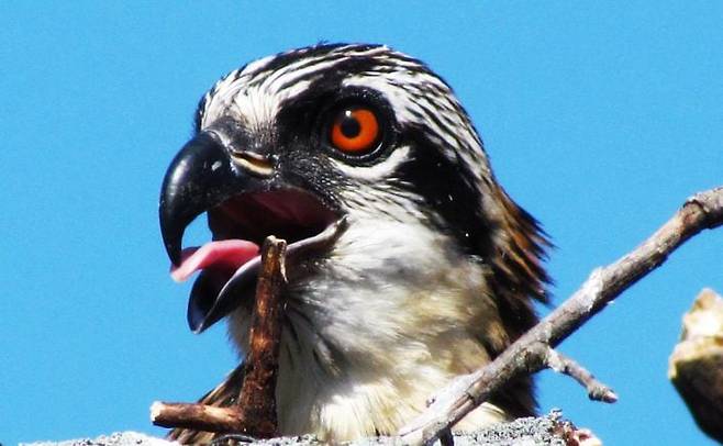중소형 맹금류들은 대형 수리류를 능가하는 흉포한 포식자이자 사냥꾼이다. 정면에서 근접촬영한 물수리의 모습./Oakland County Blog
