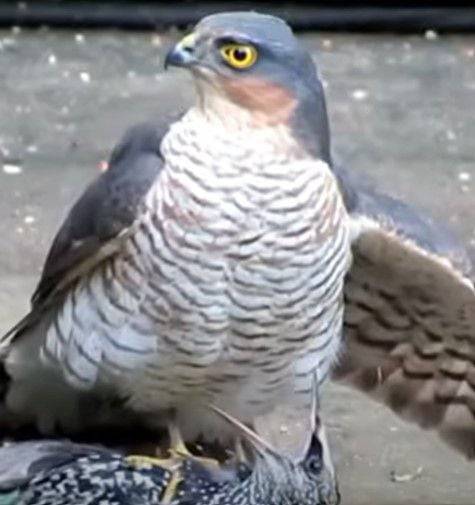 새매가 찌르레기를 덮친 뒤 깃털을 뽑기 시작하기 직전의 모습./John Cox Youtube