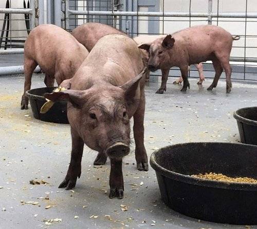 이식용 장기 생산 연구에 사용된 유카탄 미니돼지. 사진=연합뉴스