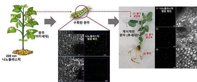 미세·나노플라스틱에 노출된 완두 식물로부터 수확된 완두콩과 후세대 식물에서도 나노플라스틱이 남아 있다. 안윤주 교수 제공