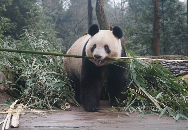 지난 4일 중국 쓰촨성 야안시 중국판다보호연구센터 야안비평사 기지의 우리에서 판다 샹샹이 대나무 가지를 물고 있다. 야안/정제 제공
