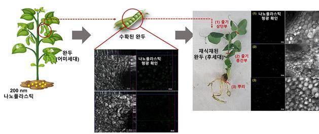 (그림 1) 나노플라스틱에 노출된 어미세대의 완두로부터 수확된 완두콩과 이를 재식재한 세대 식물에서 나노플라스틱의 녹색 형광이 확인됐다. 이는 토양환경 내에서 식물의 뿌리, 줄기 뿐 아니라 열매로까지 나노플라스틱이 전이돼 후세대 식물에도 전이될 수 있음을 나타낸다. (한국연구재단 제공)