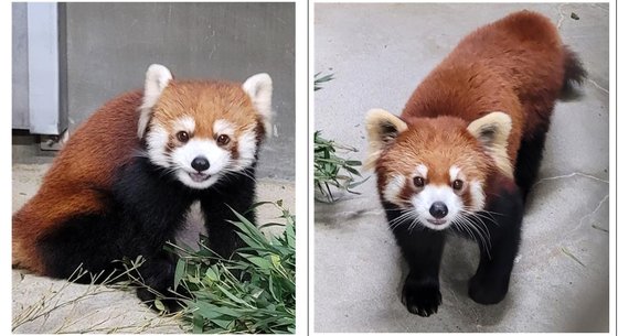 서울대공원은 레서판다 세 마리가 이달 해외에서 들어와 검역 과정을 거치고 환경 적응 중이라고 지난해 12월 1일 밝혔다. 사진은 일본에서 온 레서판다 한쌍(왼쪽 암컷, 오른쪽 수컷) . 사진 서울대공원