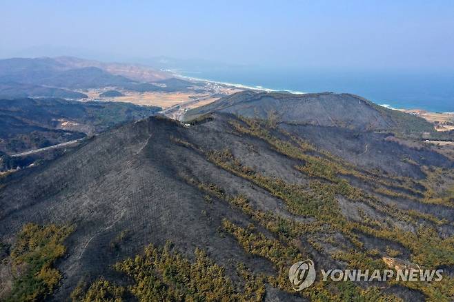 동해산불이 남긴 상처 [연합뉴스 자료사진]