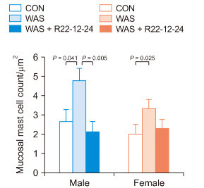 로즈부리아 파에시스 투여에 따른 비만세포(mast cell) 변화. 과민성장증후군 유사 증상을 겪는 쥐(WAS, 가운데 막대)에 로즈부리아 파에시스 투여 시(WAS+R22-12-24, 오른쪽 막대) 과민성장증후군 증상을 악화시키는 비만세포의 수가 크게 감소하며, 이러한 경향은 수컷(Male, 파란색) 쥐에서 두드러지는 결과를 보임.