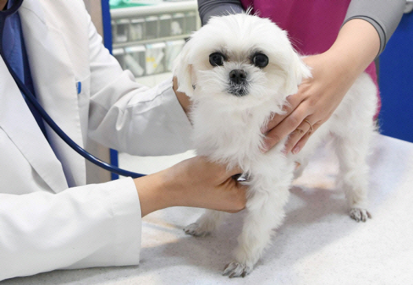 부산의 한 동물병원에서 수의사가 강아지의 상태를 살피고 있다. 국제신문 DB