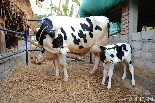 한국젖소 '토실이'(왼쪽)가 네팔 현지에서 첫 출산한 암송아지 '감사'