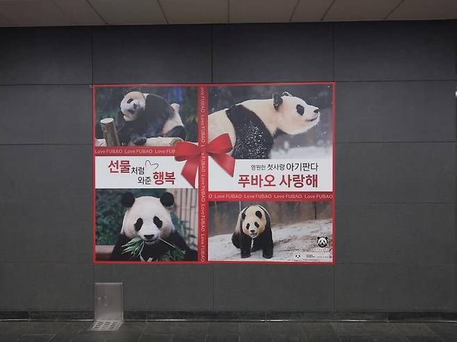 홍대입구역에 걸린 푸바오 광고 선물 [푸바오갤러리 운영진 제공. 재판매 및 DB 금지]