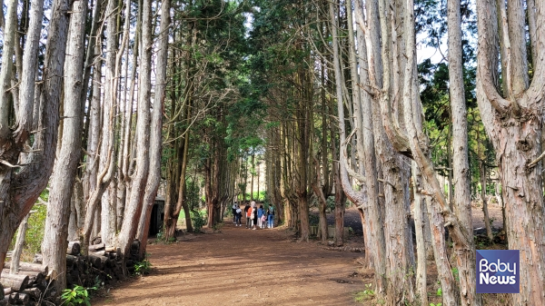 비밀의 숲. ⓒ김재원