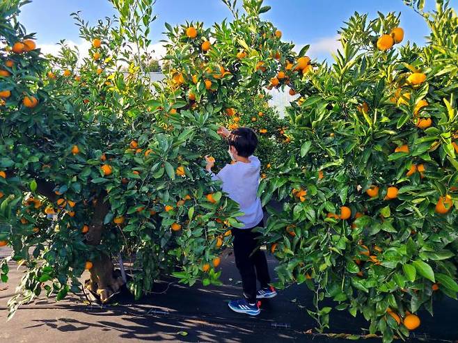 Citrus picking on Jeju Island. Courtesy of Jeju Island