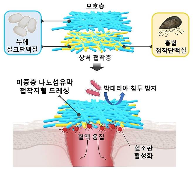 나노 섬유막 지혈제 구조도 [포항공대 제공. 재판매 및 DB 금지]