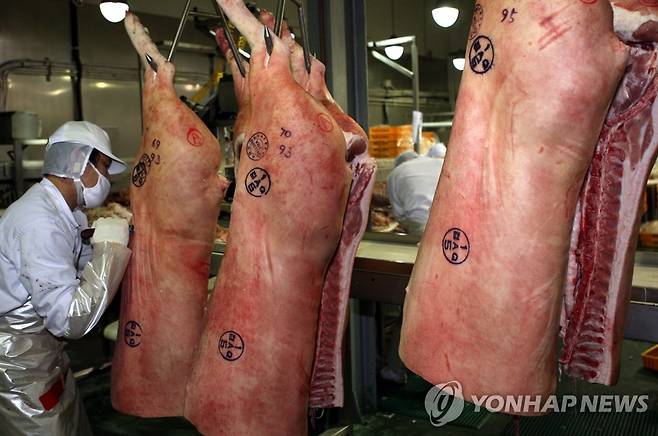돼지 도축  [연합뉴스 자료 사진]