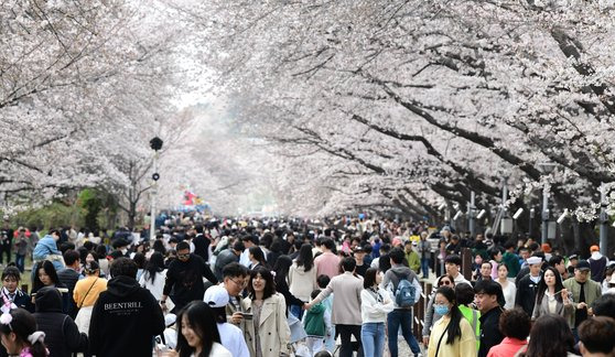 지난해 진해군항제에서 상춘객들이 활짝 핀 벚꽃을 배경으로 봄놀이를 즐기는 모습. 올해 진해군항제는 벚꽃 개화 시기가 빨라짐에 따라 역대 가장 빠른 3월 22일 개막한다. [중앙포토]