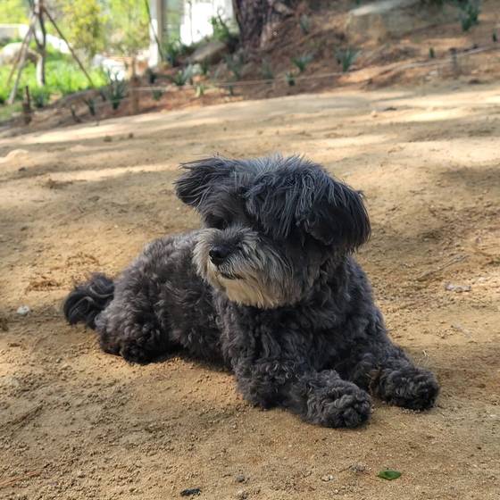 토리. 사진 문재인 전 대통령 페이스북 캡처